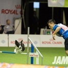 ドッグスクール 愛犬の躾け ドッグスポーツの画像