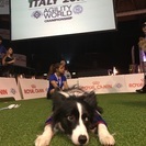 ドッグスクール 愛犬の躾け ドッグスポーツの画像