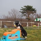 ドッグスクール 愛犬の躾け ドッグスポーツの画像