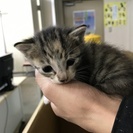 至急！里親募集です！