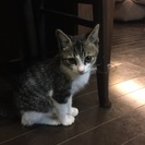 3ヶ月のオス猫  とっても賢いいい子です