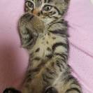 飼い主様見つかりました。お問い合わせくださった皆様ありがとうござ...