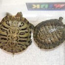 アカミミガメ2匹の里親募集※受付ストップ