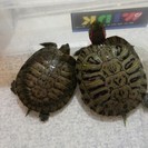 アカミミガメ2匹の里親募集※受付ストップ - 狭山市