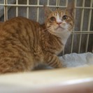 うろこ模様の茶トラ４才 - 猫