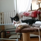 【決定しました】跳んだり跳ねたり元気な男の子 5ヶ月 - 猫