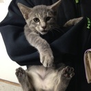 子猫の里親になって下さる方連絡お待ちしております。待ってます