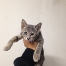 子猫の里親になって下さる方連絡お待ちしております。待ってます - 鹿屋市