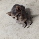 子猫の里親になって下さる方連絡お待ちしております。待ってます − 鹿児島県