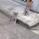 子猫の里親になって下さる方連絡お待ちしております。待ってます - 里親募集