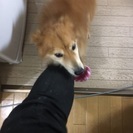 里親募集