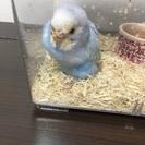 貰ってください