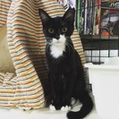 【避妊済・見学可能】甘えん坊で人慣れ子猫