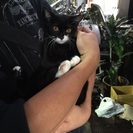【避妊済・見学可能】甘えん坊で人慣れ子猫 - 大阪市