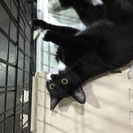 【避妊済・見学可能】甘えん坊で人慣れ子猫 - 猫