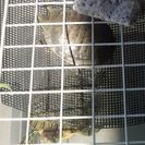アカミミガメ2匹の里親募集※受付ストップ - 里親募集