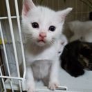 子猫の里親募集しています。お願いします！