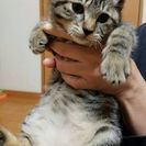 子猫 女の子