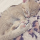 ３ヶ月の子猫 - 猫