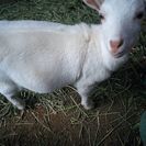 神戸でシェアハウスしませんか( ´ ▽ ` )ﾉ - 不動産
