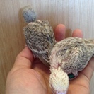 セキセイインコ　秋のヒナ - 福岡市