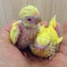 セキセイインコ　秋のヒナ - ペット