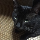 猫エイズキャリアの甘えん坊な男の子 - 志布志市