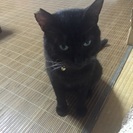 猫エイズキャリアの甘えん坊な男の子 - 猫