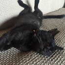 猫エイズキャリアの甘えん坊な男の子 − 鹿児島県