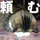 「頼みごと」よろず引き受けします