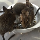 メチャ可愛いデグーマウスあげます
