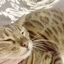 ベンガル猫の里親募集します