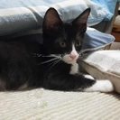 子猫の里親さん探してます。