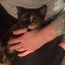 甘えんぼうのサビ猫ちゃん♡