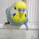 セキセイインコの里親様を募集
