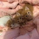 大切に育ててくれる猫好きの方を探しています。