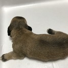 10月6日生まれの5兄弟 ミックス - 犬