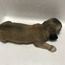 10月6日生まれの5兄弟 ミックス - 里親募集