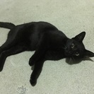 黒猫好きな方