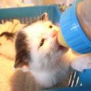牛柄ミルク子猫ちゃん飼い主様募集！！