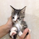 キジ白君 約1カ月半 - 猫