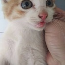 急募 子猫2匹