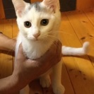 可愛い兄弟子猫