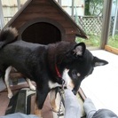 賢くて、性格の良い黒柴です。オス、３歳です。 - 犬