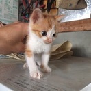【至急】子猫の里親を探しています。