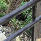 怪我した子猫がいます。怪我ではなく病気のようです