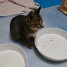 仔猫４匹、里親募集