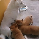 赤柴の子犬、お譲り致します