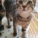 生後半年くらいの姉弟ねこちゃんです。