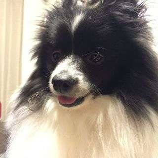 里親様を募集しております。